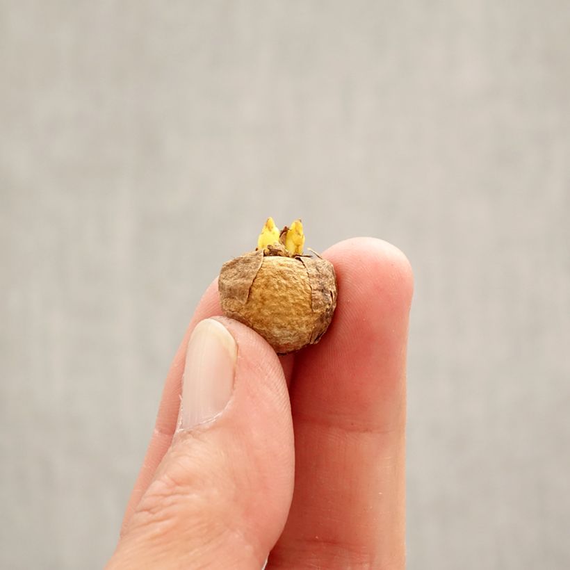 Corydalis solida White Swallow Bulb size 5+ sample as delivered in spring