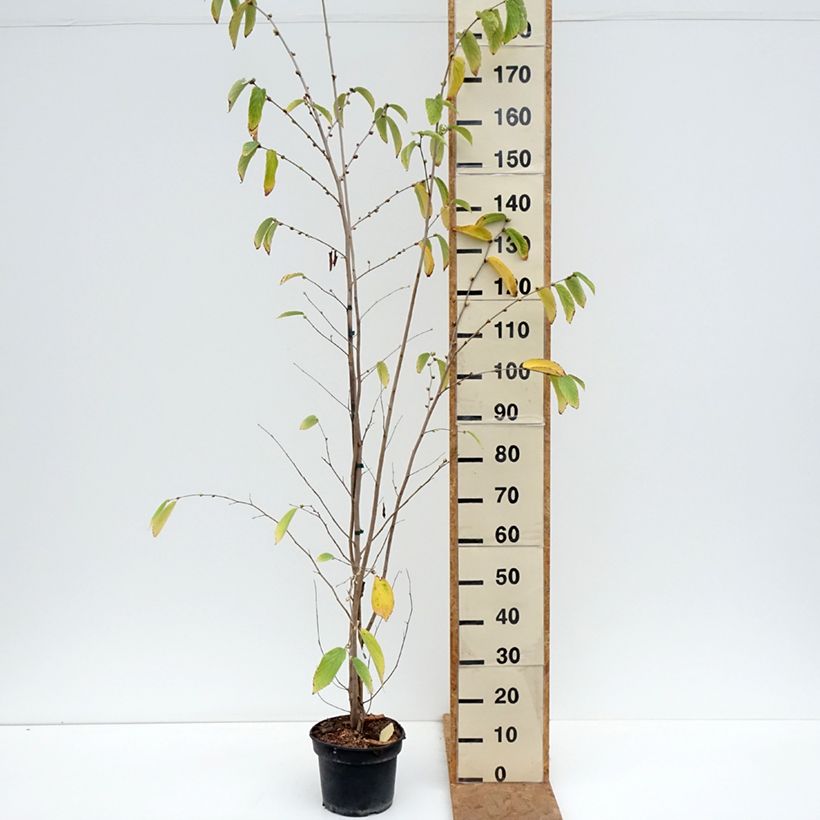 Corylopsis sinensis var. sinensis - Chinese winter hazel 4L/5L pot sample as delivered in autumn