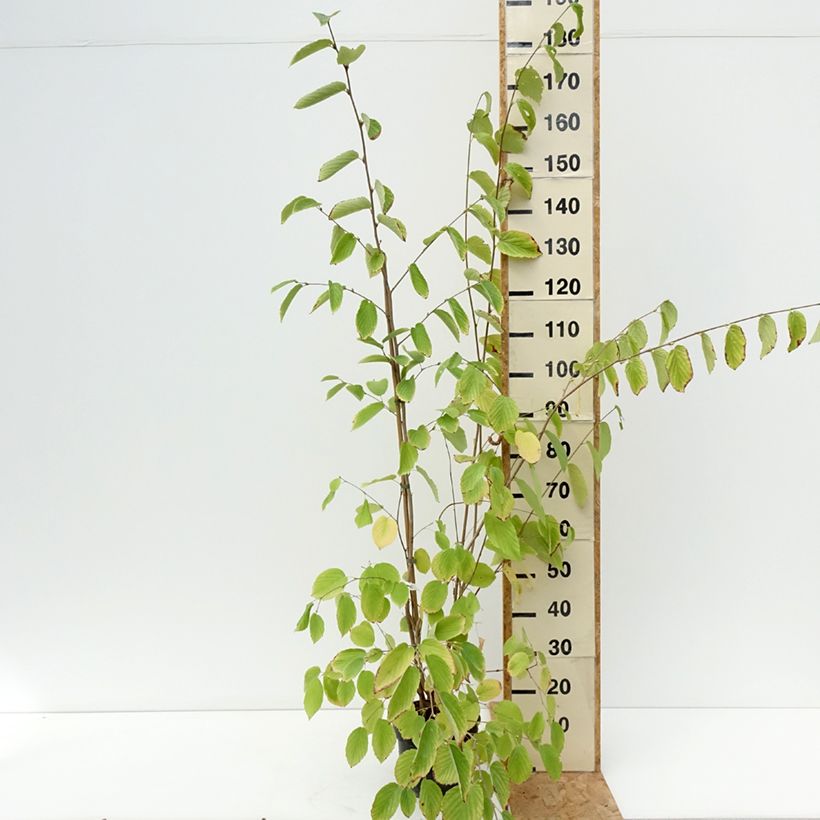 Corylopsis sinensis var. sinensis - Chinese winter hazel 4L/5L pot sample as delivered in summer