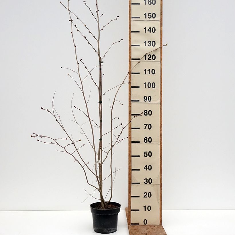 Corylopsis sinensis var. sinensis - Chinese winter hazel 4L/5L pot sample as delivered in winter