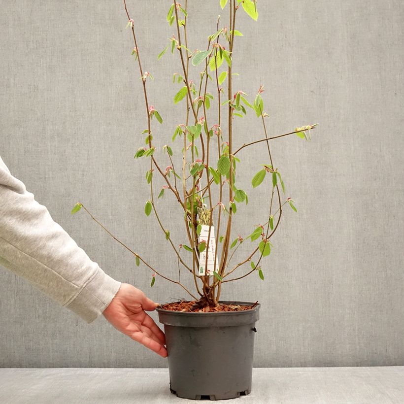 Corylopsis sinensis var. sinensis - Chinese winter hazel 4L/5L pot sample as delivered in spring