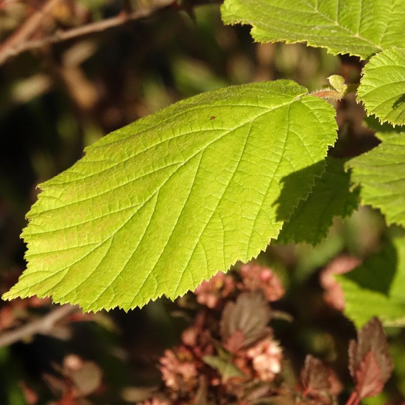Corylus avellana Agnieszka - Common Hazel (Foliage)