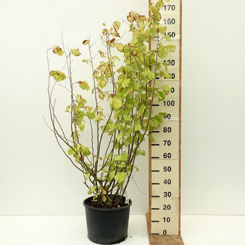 Corylus avellana Aurea - Common Hazel 18L/20L pot sample as delivered in summer