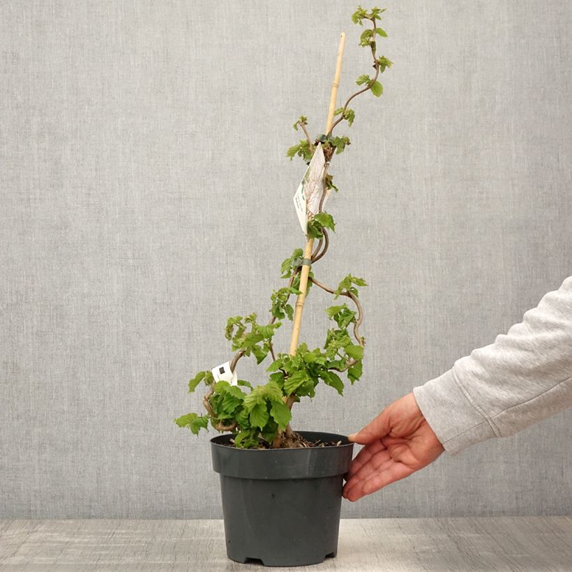 Corylus avellana Medusa - Common Hazel 3L/4L pot sample as delivered in spring