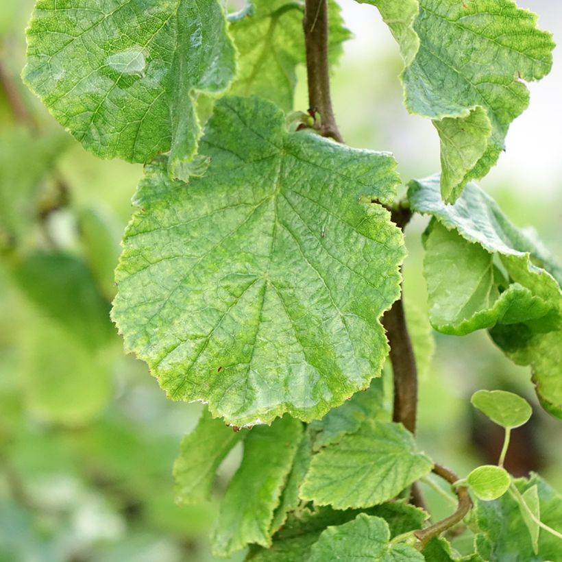 Corylus avellana Medusa - Common Hazel (Foliage)