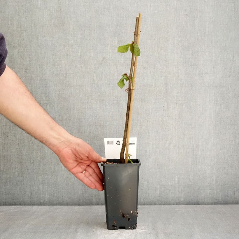 Corylus avellana Rode Zellernoot - Common Hazel 1.5L/2L pot sample as delivered in spring