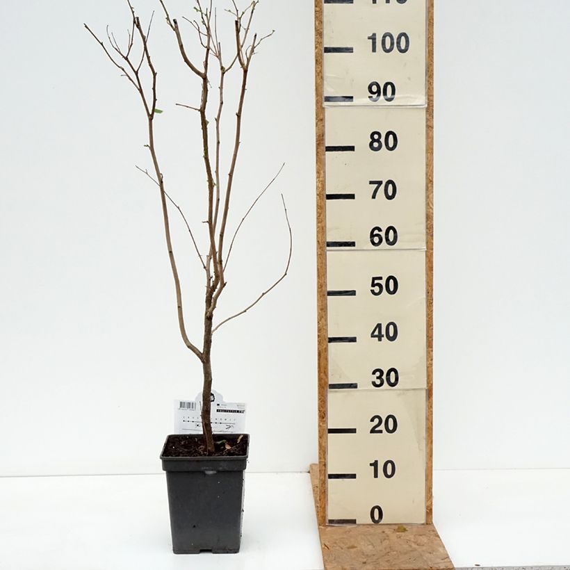 Corylus avellana Rode Zellernoot - Common Hazel 3L/4L pot, Bush sample as delivered in autumn