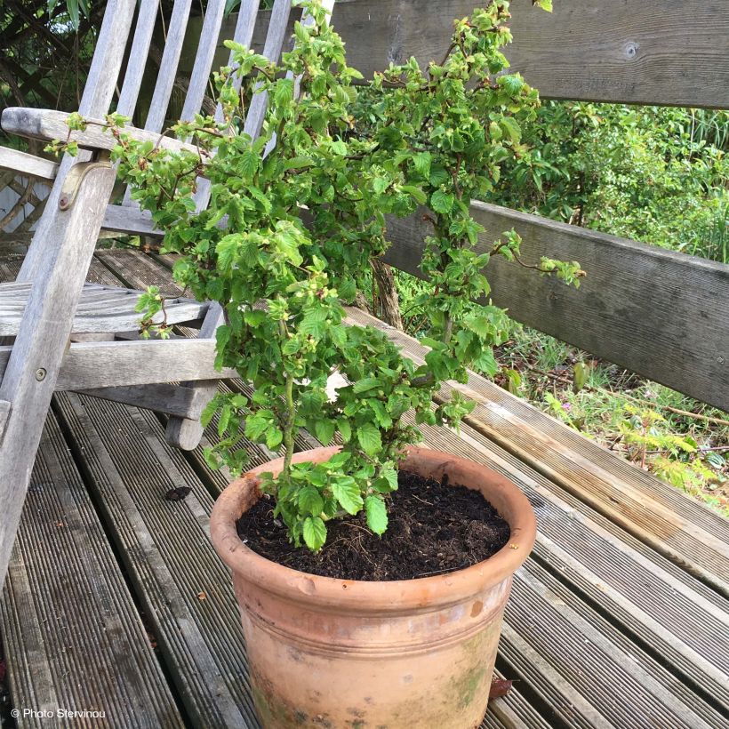 Corylus avellana Scooter - Common Hazel (Plant habit)
