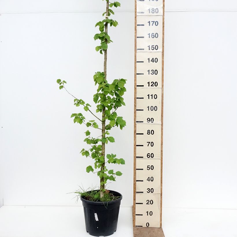 Corylus colurna - Turkish Hazel 7.5L/10L pot sample as delivered in spring