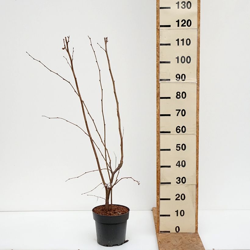 Corylus maxima Juningia - Red Filbert 4L/5L pot sample as delivered in autumn