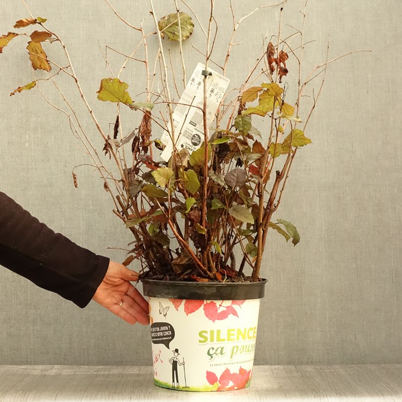 Corylus maxima Purpurea - Red Filbert 7.5L/10L pot sample as delivered in autumn