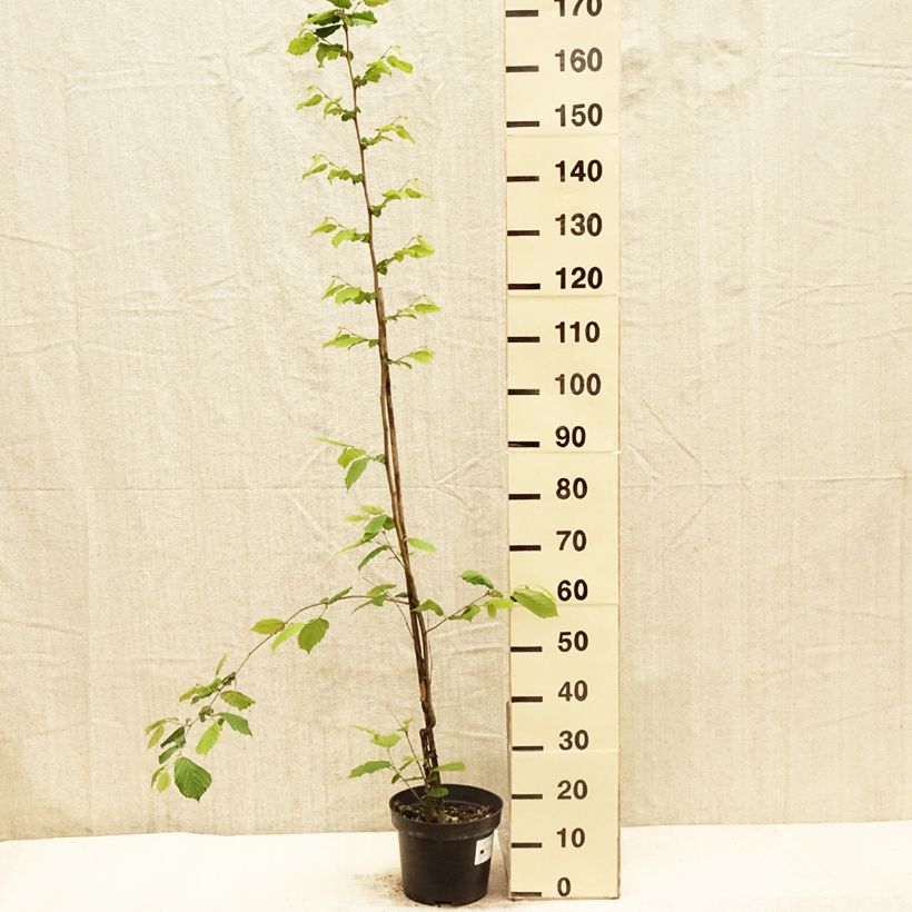 Corylus sieboldiana - Asian Hazel 4L/5L pot sample as delivered in spring