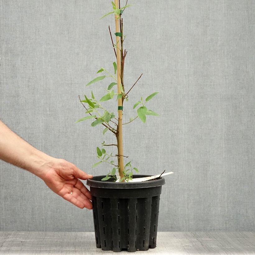 Eucalyptus citriodora 3L/4L pot sample as delivered in spring