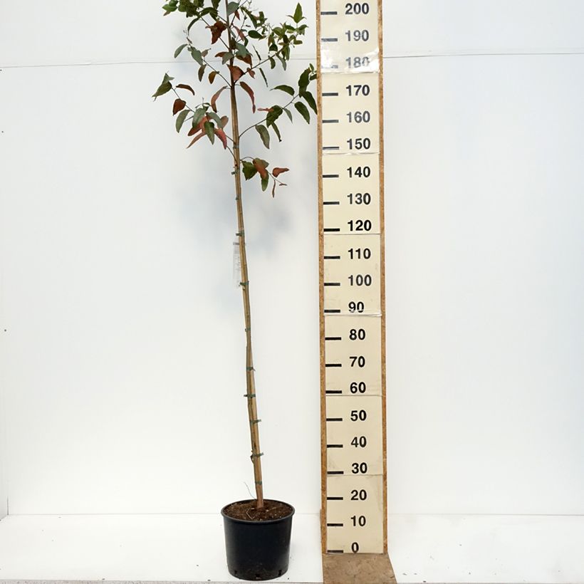 Eucalyptus citriodora 7.5L/10L pot sample as delivered in spring