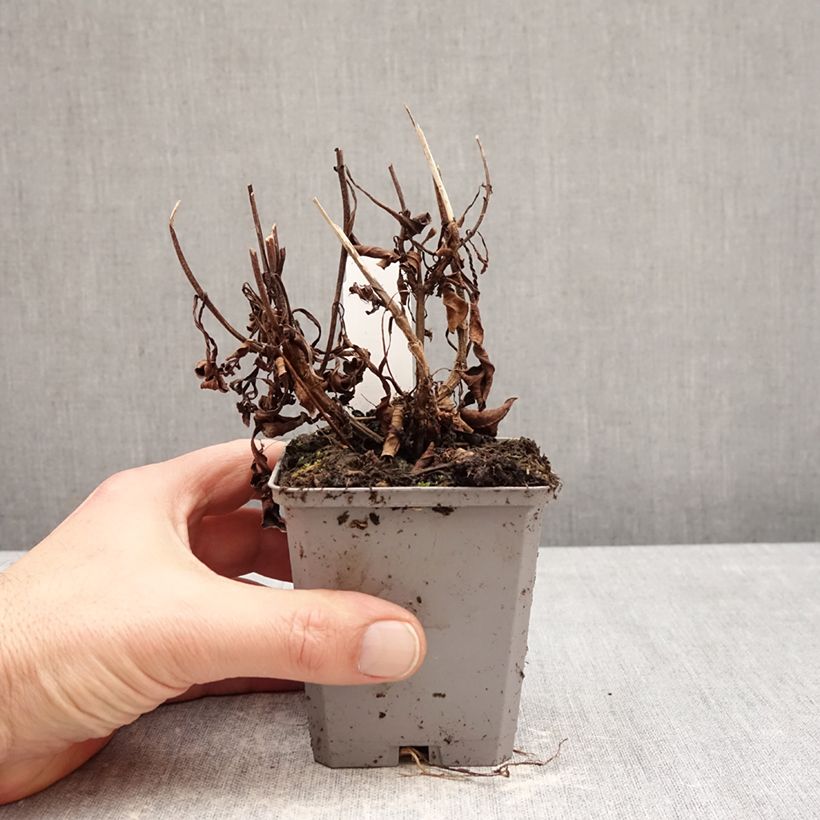 Cosmos atrosanguineus  8/9 cm pot size I sample as delivered in winter