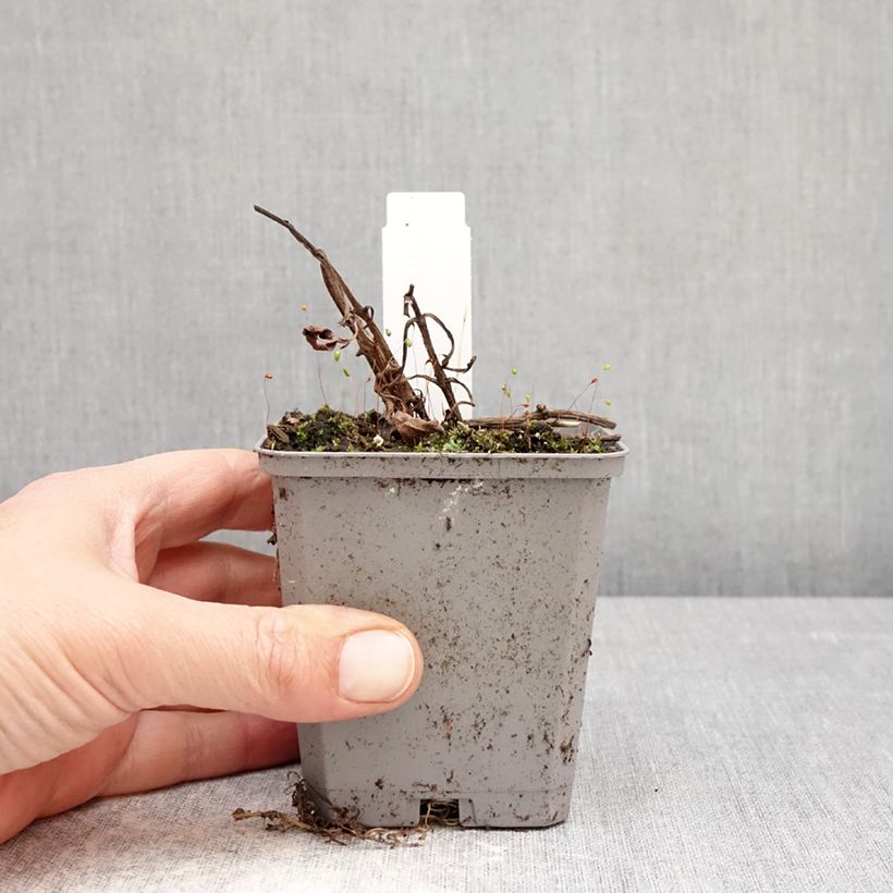 Cosmos atrosanguineus  8/9 cm pot size I sample as delivered in spring