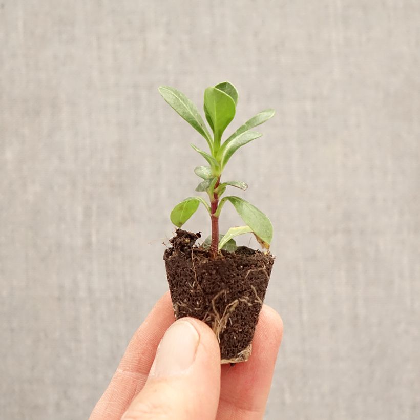 Cosmos atrosanguineus Cherry Chocolate - Chocolate cosmos Plug plant 3/4cm sample as delivered in spring