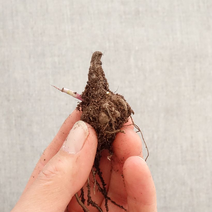 Cosmos peucedanifolius Flamingo - Pink Chocolate Cosmos Bulb size I sample as delivered in spring