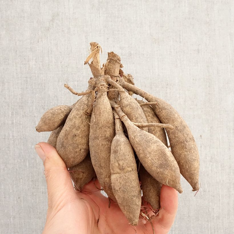 Cosmos x Dahlia Mexican Black Bulb sample as delivered in spring