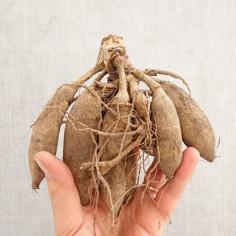 Cosmos x Dahlia Mexican Star Bulb size I sample as delivered in spring