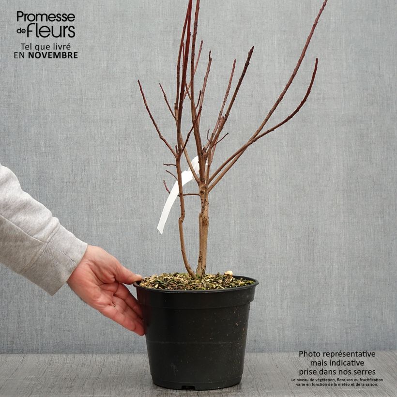 Cotinus coggygria Flamissimo - Smoke Bush 3L/4L pot sample as delivered in autumn