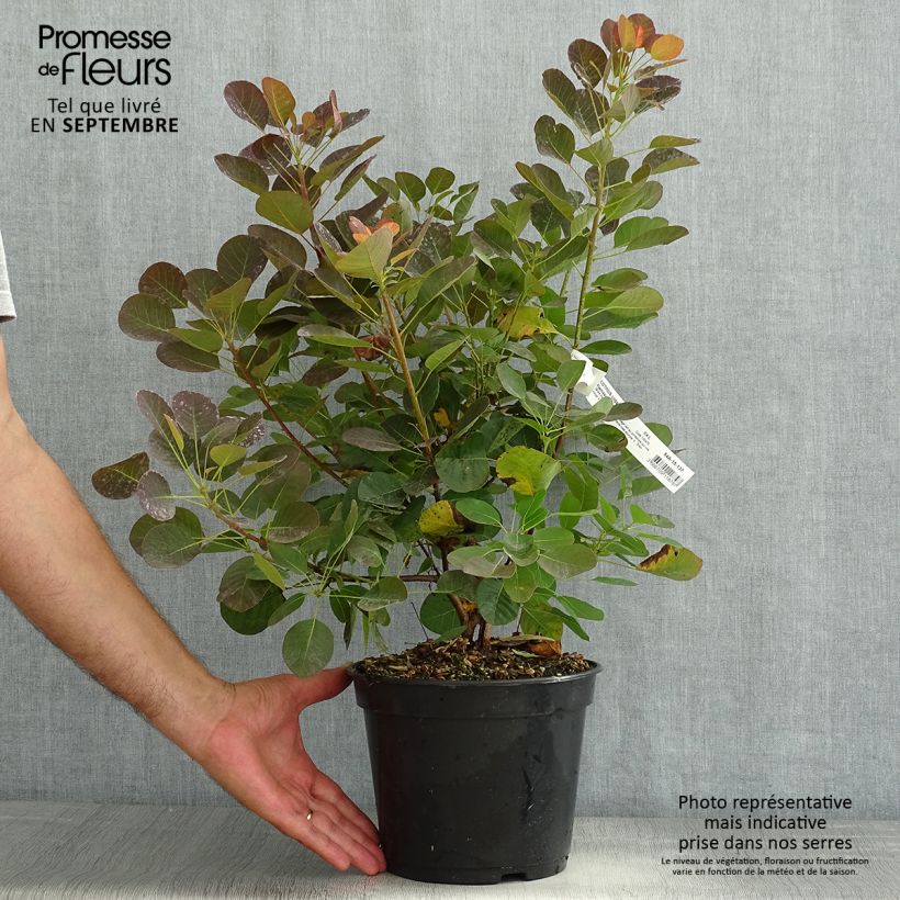 Cotinus coggygria Flamissimo - Smoke Bush 3L/4L pot sample as delivered in summer