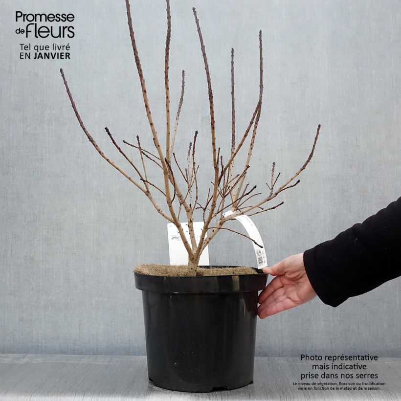 Cotinus coggygria Golden Spirit - Smoke Bush 7.5L/10L pot sample as delivered in winter