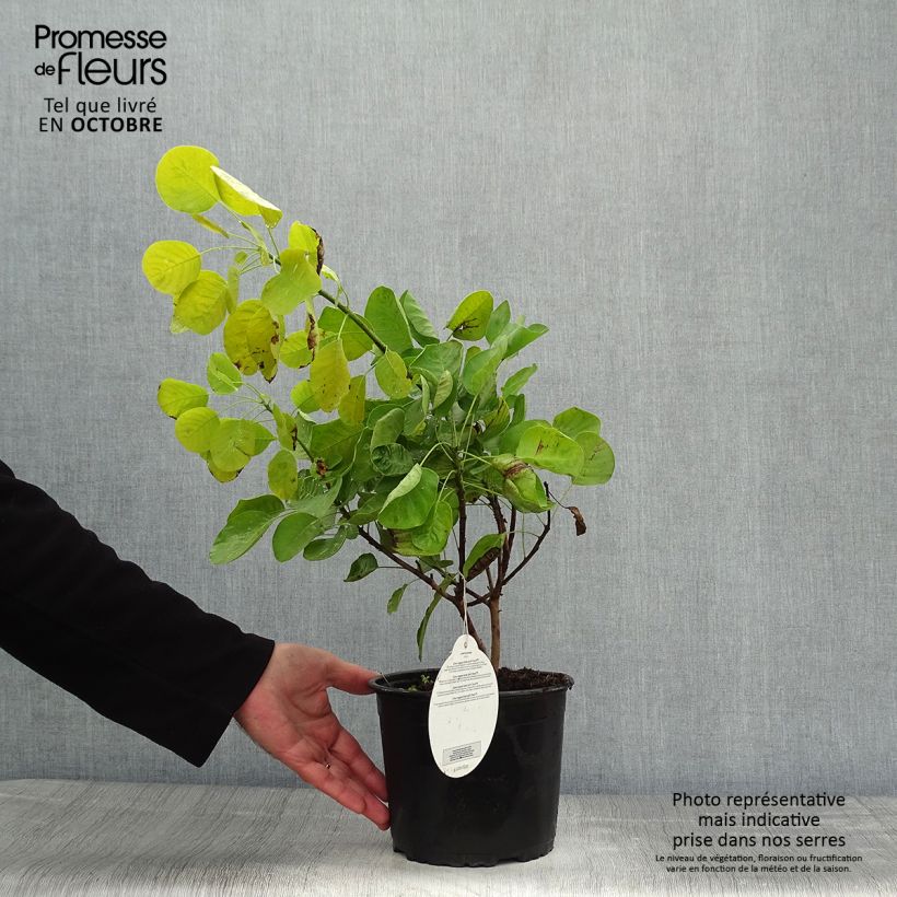 Cotinus coggygria Golden Spirit - Smoke Bush 2L/3L pot sample as delivered in autumn