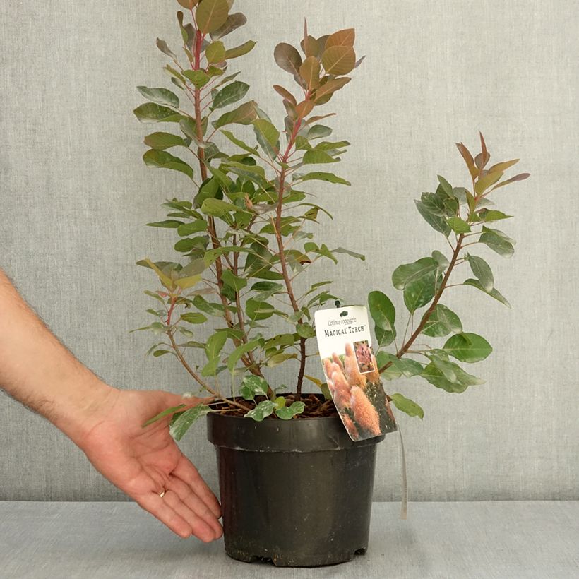 Cotinus coggygria Magical Torch - Smoke tree 3L/4L pot sample as delivered in summer