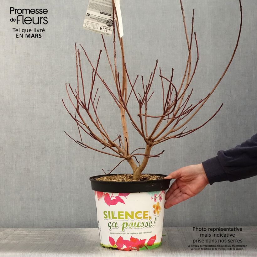 Cotinus Grace - Smoke Bush 7.5L/10L pot sample as delivered in spring