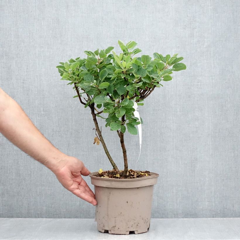 Cotinus coggygria Smokey Joe - Smoke Bush 3L/4L pot sample as delivered in summer