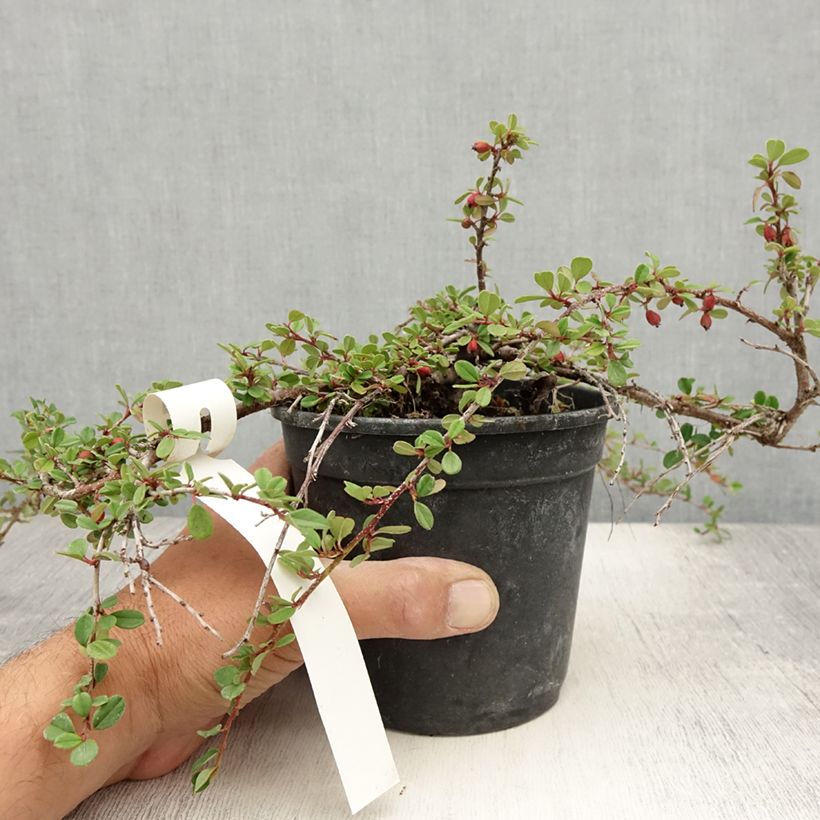 Cotoneaster adpressus 1.5L/2L pot sample as delivered in summer