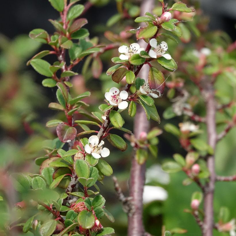 Cotoneaster dammeri Eichholz (Flowering)