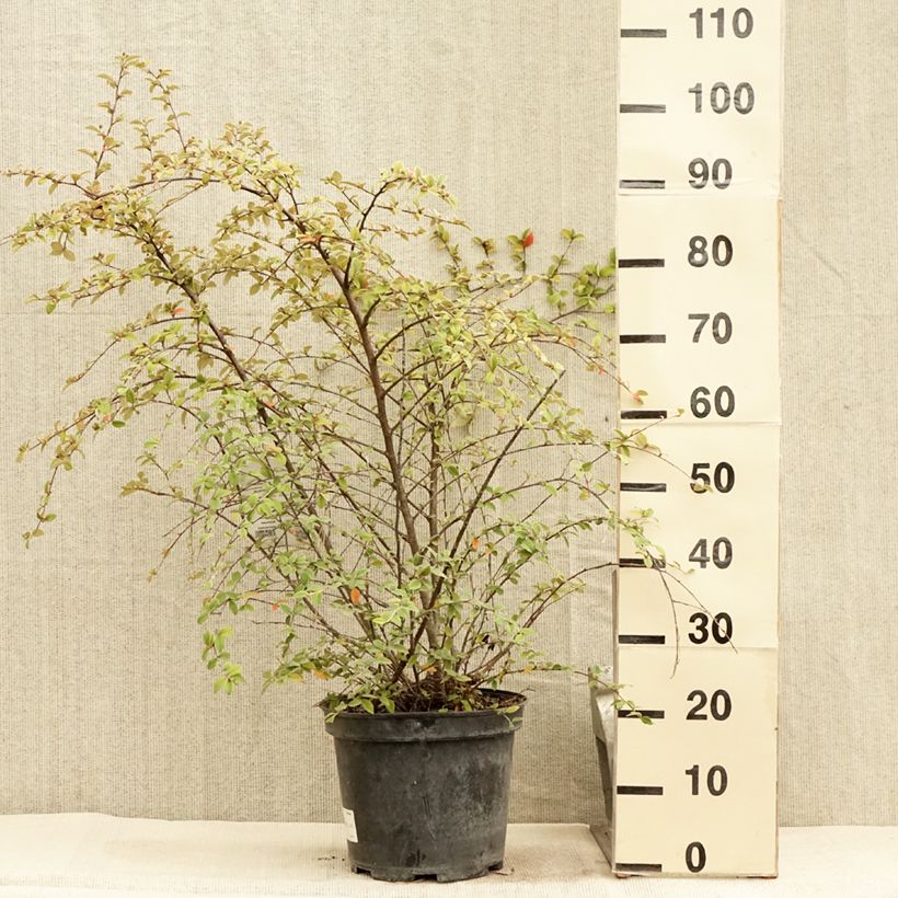 Cotoneaster franchetii 7.5L/10L pot sample as delivered in summer