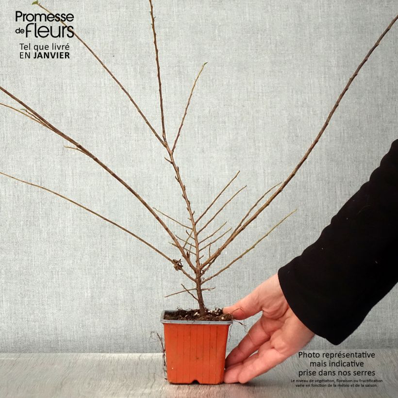 Cotoneaster horizontalis 8/9 cm pot sample as delivered in winter