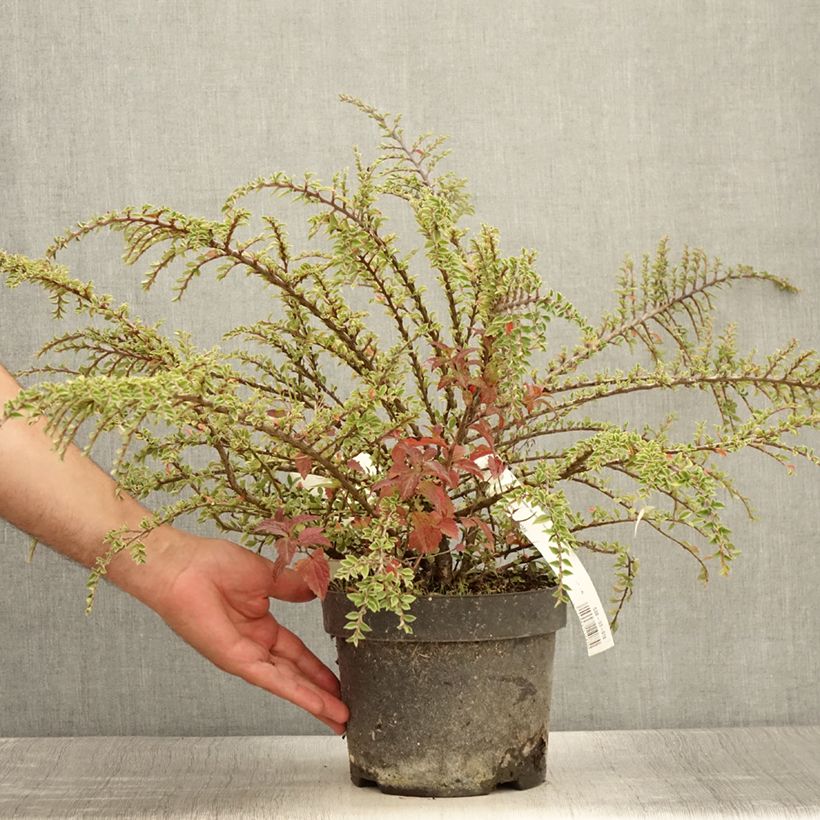 Cotoneaster horizontalis Variegatus 2L/3L pot sample as delivered in summer