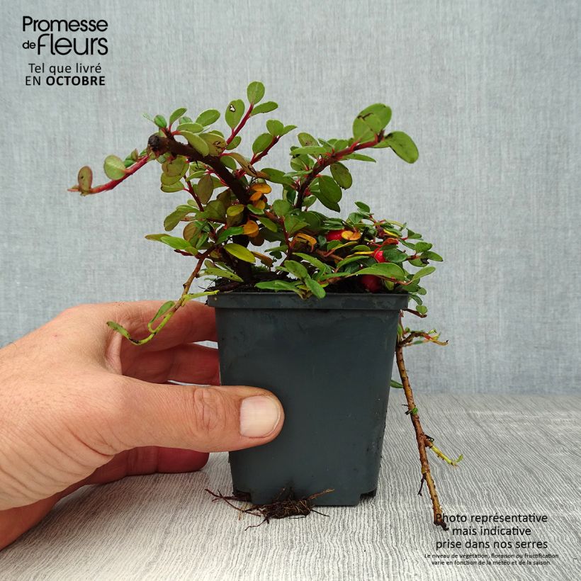 Cotoneaster procumbens Queen of Carpets 8/9 cm pot sample as delivered in autumn