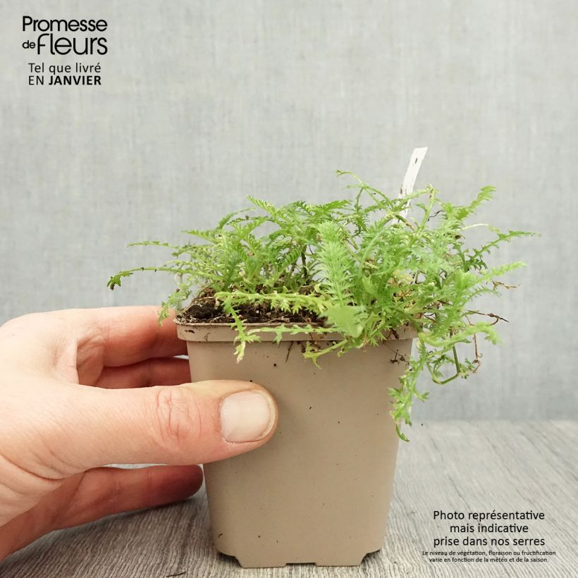 Cotula hispida - Leptinella 8/9 cm pot sample as delivered in winter