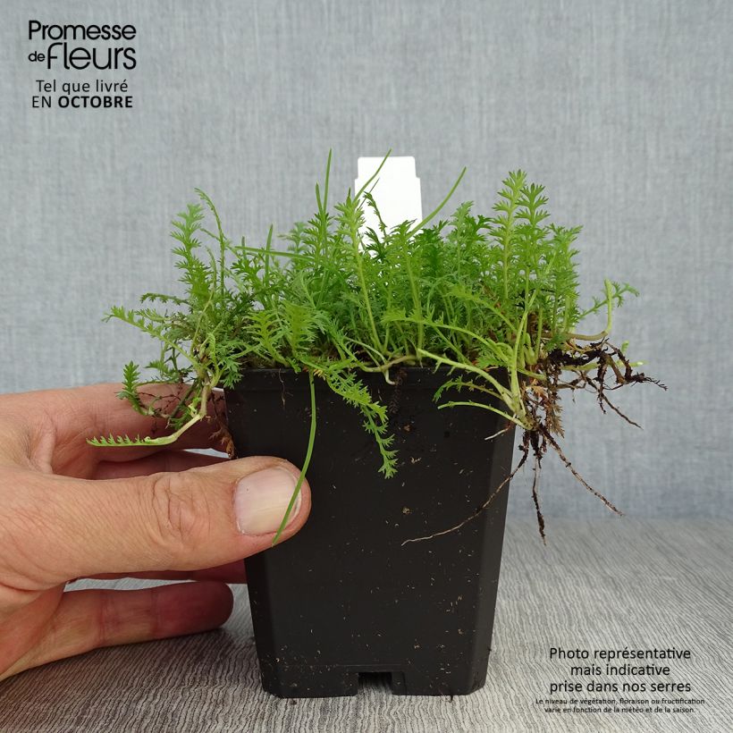 Bracteate Cotula - Leptinella squalida 8/9 cm pot sample as delivered in autumn