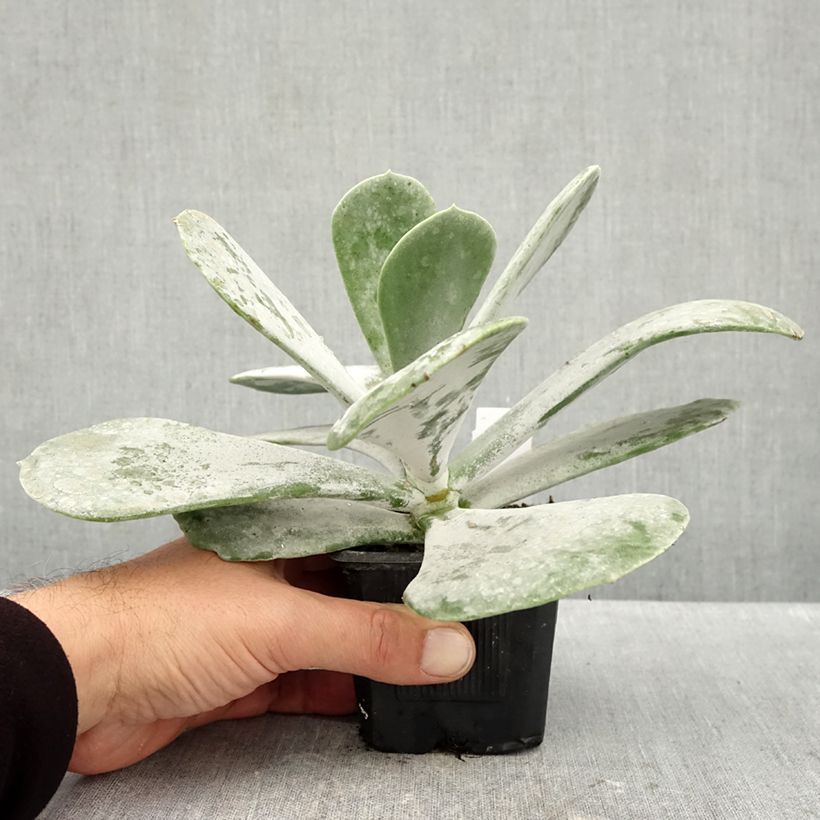 Cotyledon orbiculata Silver Dollar 8/9 cm pot sample as delivered in autumn
