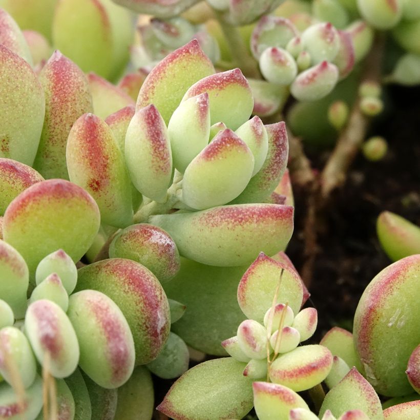 Cotyledon pendens  (Foliage)