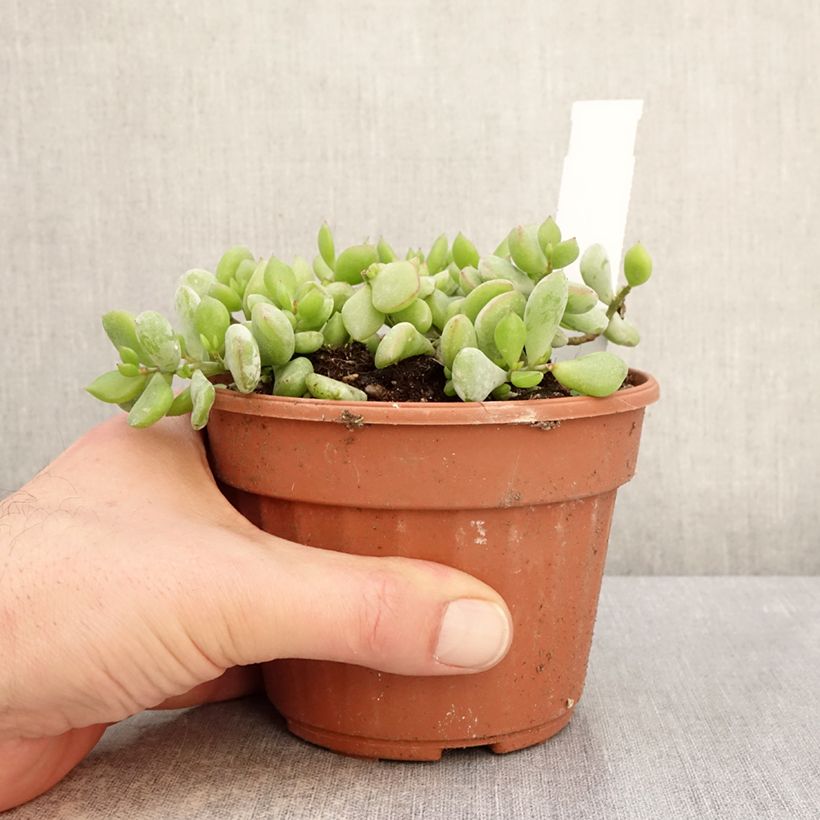 Cotyledon pendens  1L/1.5L pot sample as delivered in winter