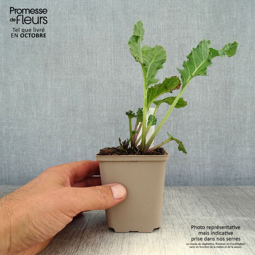 Crambe maritima - Sea Kale 8/9 cm pot sample as delivered in autumn
