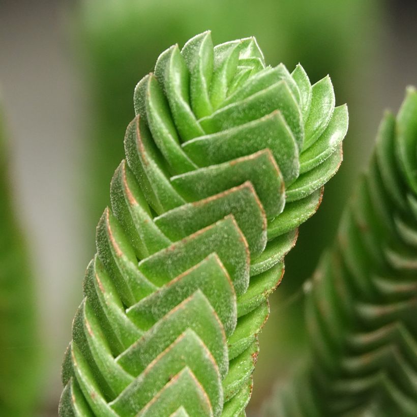 Crassula pyramidalis × C. perfoliata var. falcata 'Buddha's Temple' - Crassula Temple de Bouddha (Foliage)