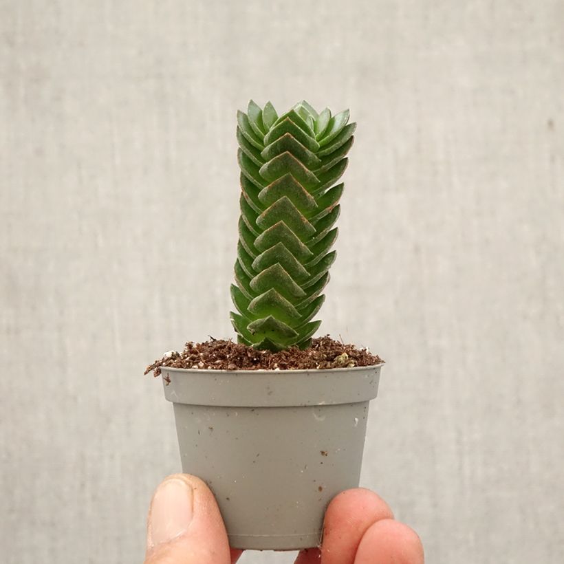 Crassula pyramidalis × C. perfoliata var. falcata 'Buddha's Temple' - Crassula Temple de Bouddha mini plant sample as delivered in spring