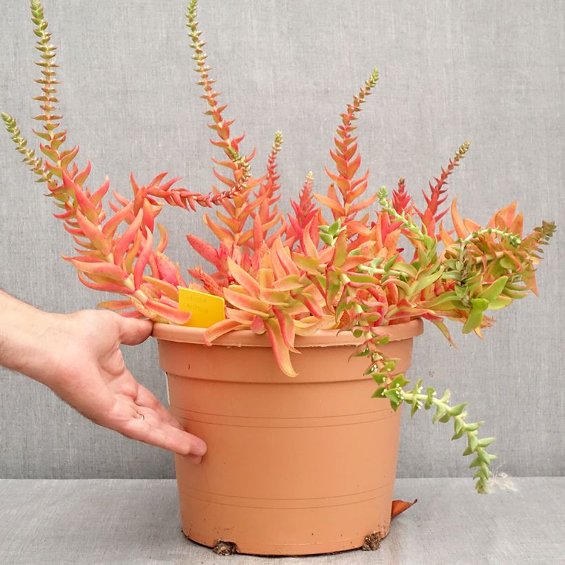 Crassula capitella 7.5L/10L pot sample as delivered in summer