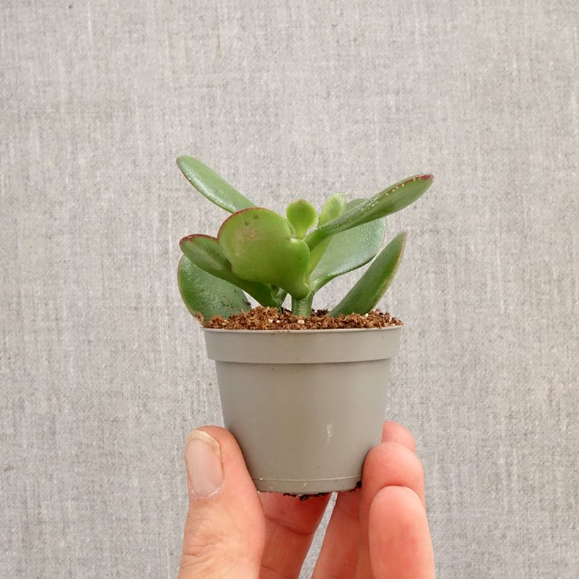 Jade plant - Crassula ovata mini plant sample as delivered in spring