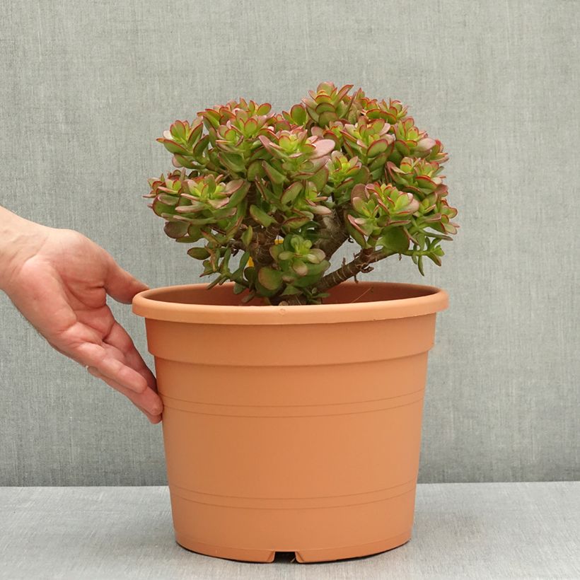 Jade plant - Crassula ovata 7.5L/10L pot sample as delivered in spring