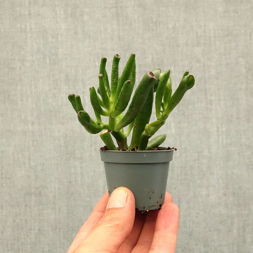 Crassula ovata Gollum - Jade plant mini plant sample as delivered in spring