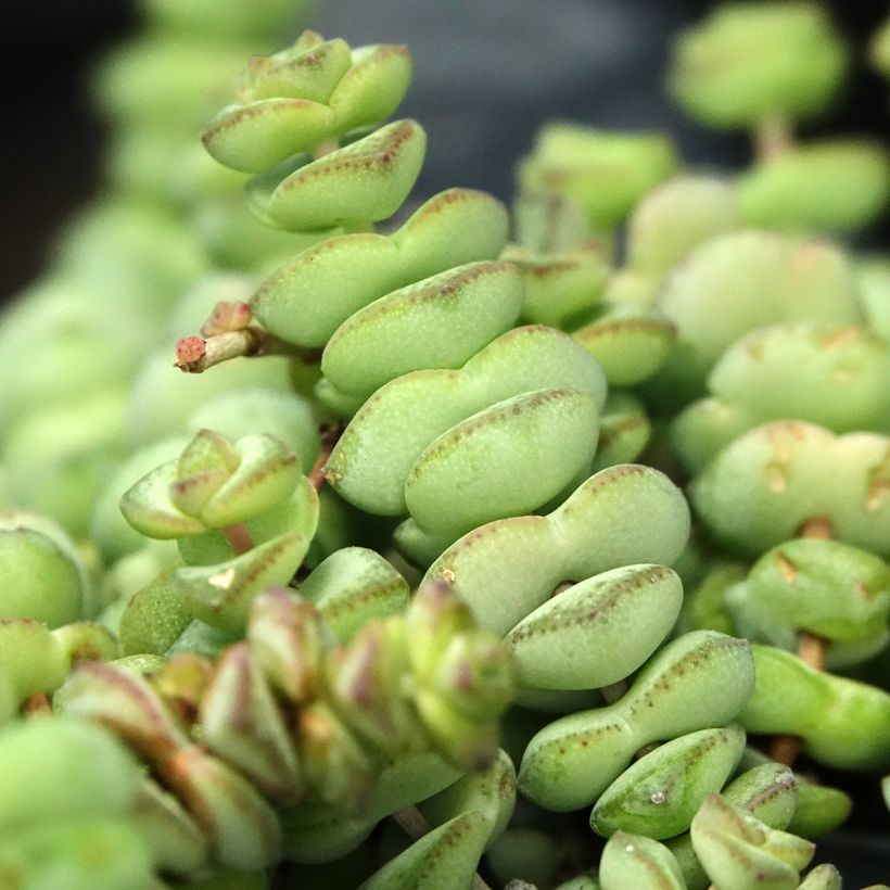 Crassula rupestris subsp. marnieriana - Warm plant (Foliage)